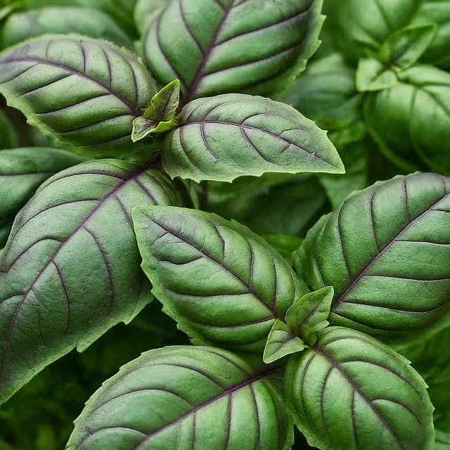 Cultivating African Blue Basil in Your Home Garden