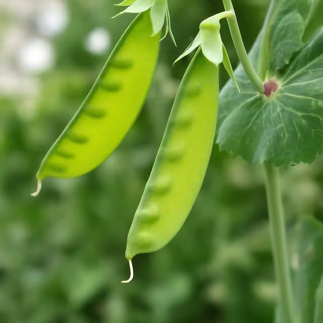 How to Grow Golden Snow Peas in Your Garden Image