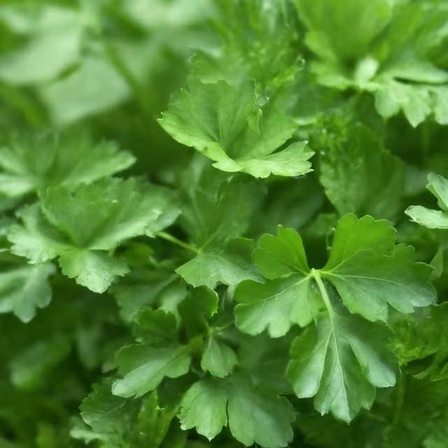 Understanding the Lifecycle of Parsley for Better 