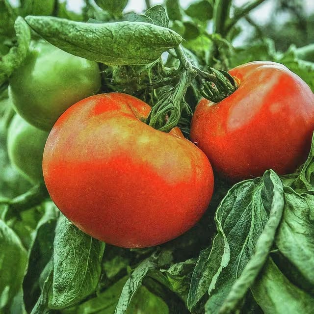 Key Tips for Successful Winter Tomato Cultivation 
