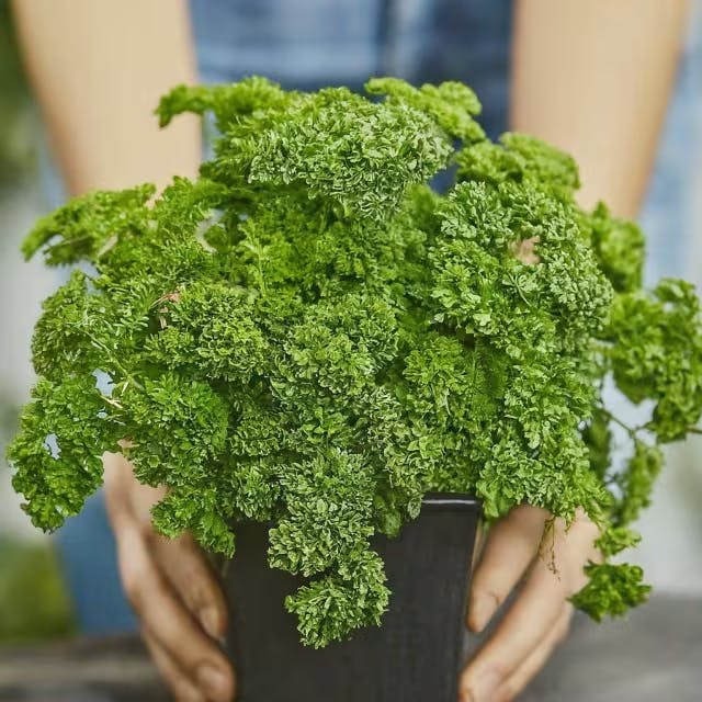Watering Techniques for Parsley: How Much Is Just 