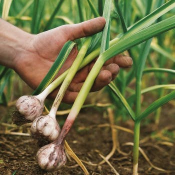 Combatting Garlic Rust: Prevention and Treatment