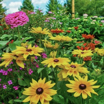 Enjoying Your Garden in July: Tips and Ideas