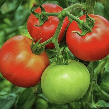 Fermenting and Saving Tomato Seeds: Techniques and