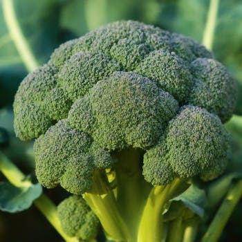 Impressively Large Broccoli: Growing Tips