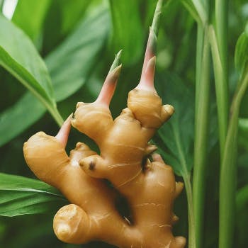 Ginger and Galangal: Growth Update and Tips