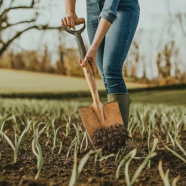 Preparing Your Soil for Garlic Planting Image