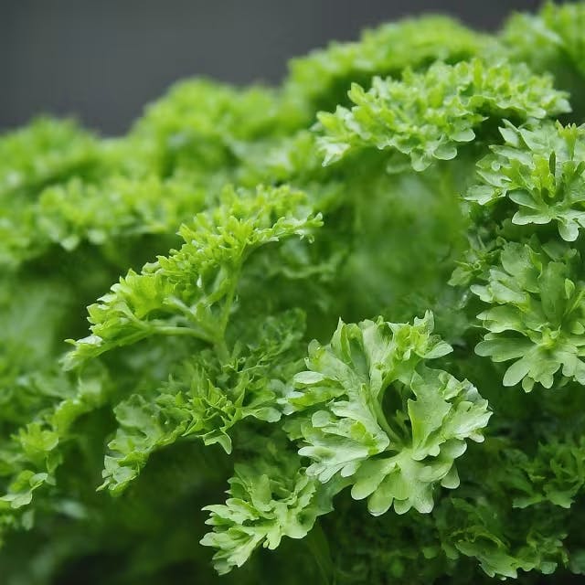 Navigating the Challenges of Growing Parsley
