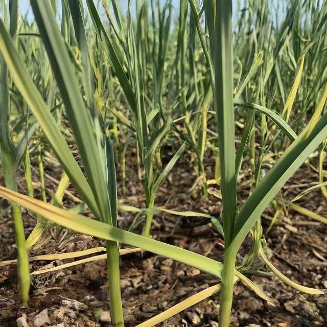 Effective Treatment Options for Garlic Rust Infest
