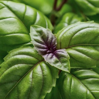 The Wonders of African Blue Basil