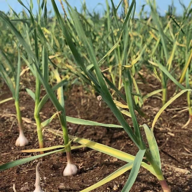 Proactive Measures for Preventing Garlic Rust Imag