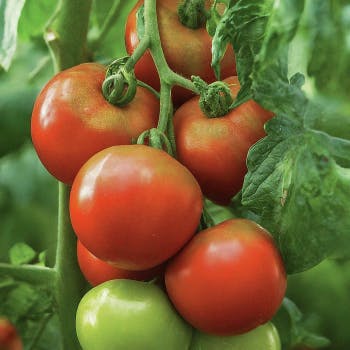 Trough Transplanting Method for Tomatoes