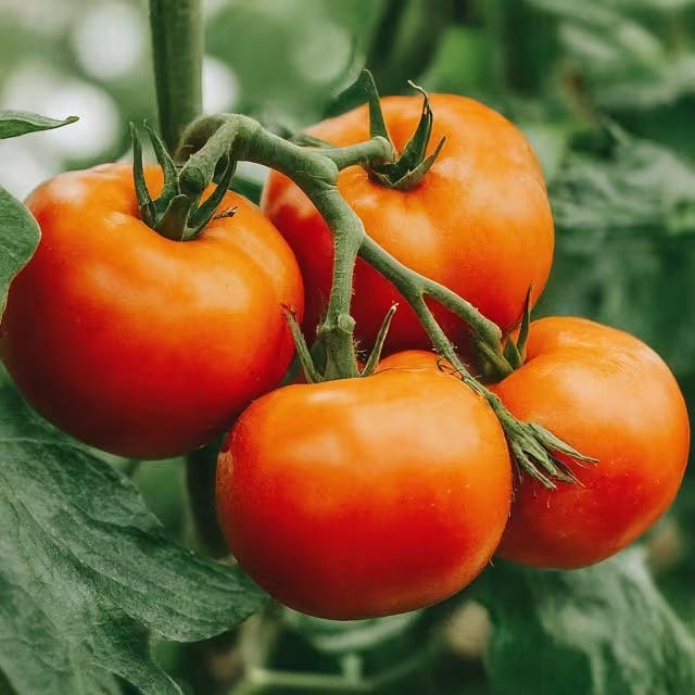 Winter Tomato Growing: Tips and Tricks for Success